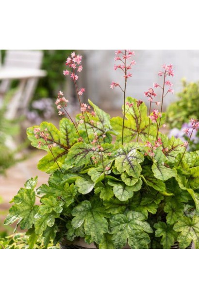 Гейхера ’Тапестрі’ з декоративним листям різних відтінків